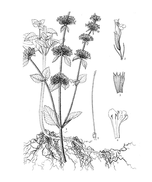 Natural compounds from  Clinopodium chinense